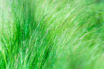abstract blurred natural background with emerald green meadow grass