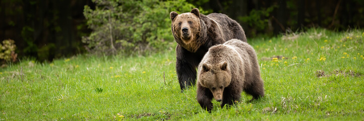 Couple of brown bear, ursus arctos, courting during summer mating season. Two large carnivore...