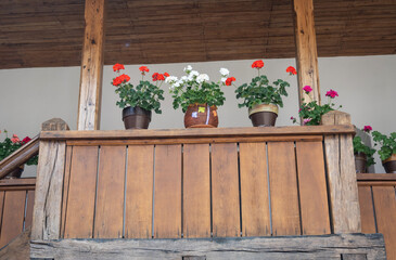 Wooden terrace with many flower pots. Flower geranium in clay pots on the wooden terrace.