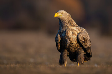 Adult white-tailed eagle, haliaeetus albicilla, sitting on the ground in the autumn at sunrise....