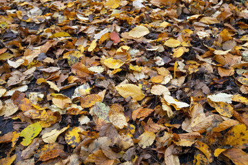 fallen foliage in autumn during leaf fall in cloudy weather