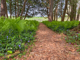 A brown mulched garden path in a forest with trees, ferns and Myrtle with periwinkle colored blooms