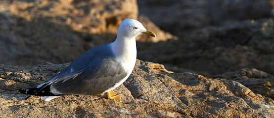 Mouette 