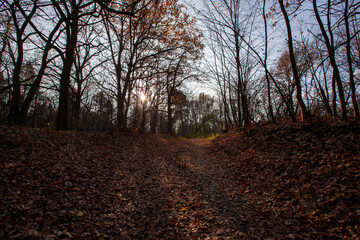 Fototapeta premium changes in nature during the autumn season