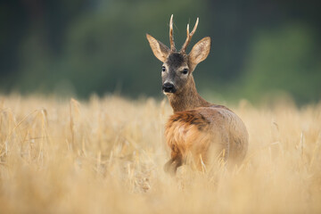 Roe deer, capreolus capreolus, buck standing in a dry yellow grain field looking back. deer back on field rear. Animal wildlife turning around in summer. Mammal with antlers with copy space.