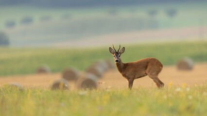 Roe deer, capreolus capreolus, back standing on a green meadow with blooming flowers. Mammal with orange fur and antlers looking from side view with hay bales in the background.