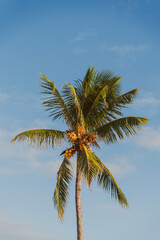 Fototapeta na wymiar Coconut palm tree on the blue sky