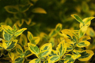 Euonymus Japonicus variety Sunny Delight, a very cold hardy shrub with variegated green yellow leaves