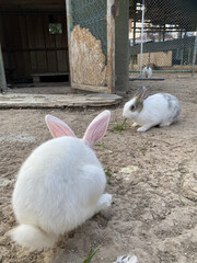 rabbit on the farm. White rabbit in cage. Care and love to animals concept. 