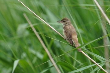 oriental reed warbler in a reed field