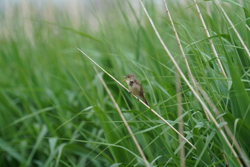 Naklejka na ściany i meble oriental reed warbler in a reed field