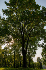 Fototapeta premium deciduous trees growing in the park in the summer