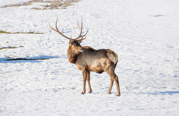 Deer in the snow against the sky and mountains. A herd of wild deer.