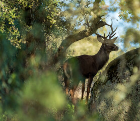 Male deer hidden behind the bush, long shot