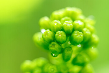 Young vine grapes with water drops in spring