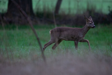 Chevreuil