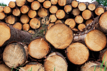 tree trunks sawn and folded for transportation and processing