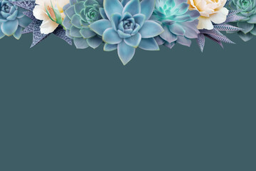 Floral banner, header with copy space. Succulents and roses isolated on dark background. Natural flowers wallpaper or greeting card.