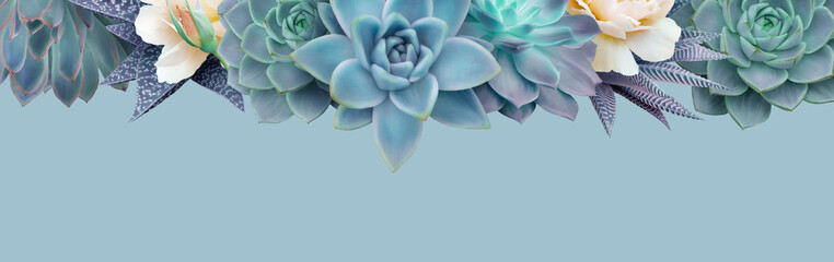Fototapeta premium Floral banner, header with copy space. Succulents and roses isolated on light blue background. Natural flowers wallpaper or greeting card.