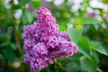 Obraz premium Spring branch of blossoming lilac closeup. flowers background