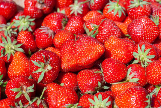 Group of ripe fresh strawberries in the crate. Image of a bunch of fresh strawberries