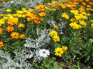 色とりどりのたくさんの花々が美しく咲き誇った春の花壇