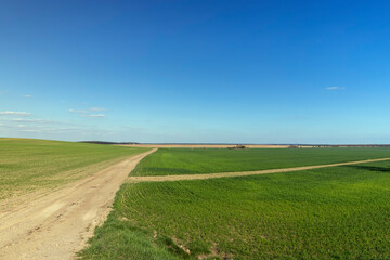 grass and other plants grow in a field with a dirt road