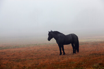 a black horse grazing on a field in autumn