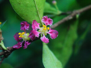 Fototapeta premium Purple malpighia flowers in bloom in the garden