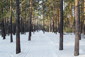Ski track in a pine forest. Beautiful winter landscape.
