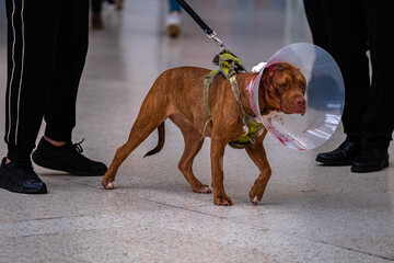 brown dog with cone with blood on #1