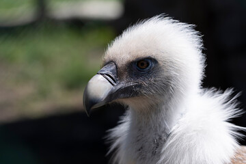 Head of griffon vulture close-up in profile with beak. Exotic bird Gyps fulvus.