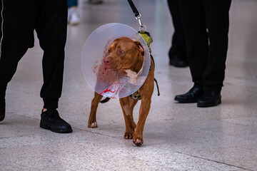 brown dog with cone with blood on #2
