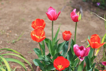 Colorful-Tulips