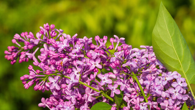 A blooming branch of lilac. Flowers of blooming purple lilac in the spring garden in sunlight on a green background