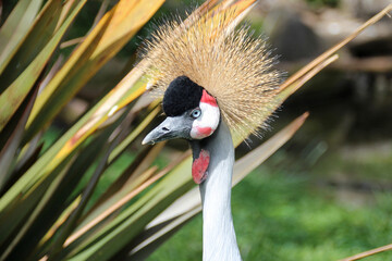 crowned crane in a zoo in france