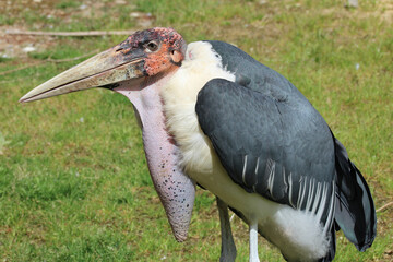 marabou stork in a zoo in france © frdric
