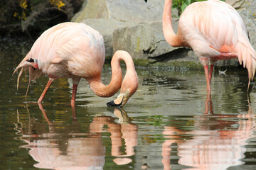pink flamingo in a zoo in france