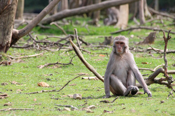 macaque in a zoo in france
