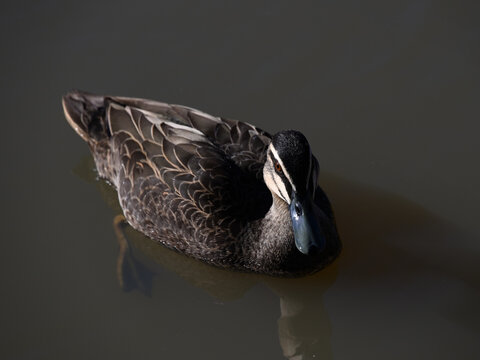 View of the topside of a Pacific black duck (anas superciliosa), focused on its head, as it floats in the still water of a dark lake