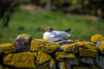 Fototapeta premium Black headed gull in summer plumage.