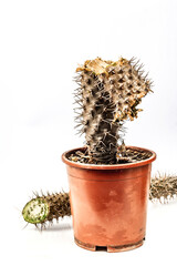 Rotten Pachypodium cactus in a pot isolated on a white background
