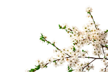Blooming cherry plum branches isolated on white background. Festive greeting card