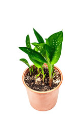 Calla Black Magic in a plant pot isolated on white background. Herbaceous perennial tuberous plant