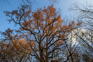 changes in nature during the autumn season
