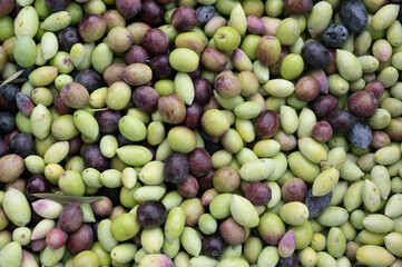 Closeup of fresh olives. Ready for the olive oil 
