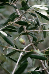 green olives on tree, ready for picking