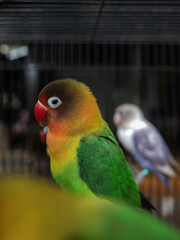 rainbow lorikeet parrot