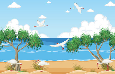 White ibis group at the beach