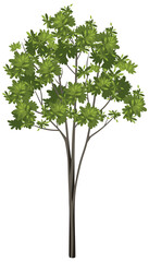 Fototapeta premium Isolated tree on white background
